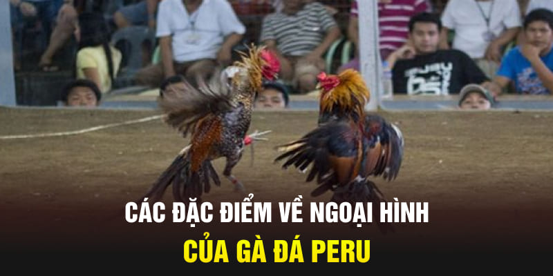 cac-dac-diem-ve-ngoai-hinh-cua-ga-da-peru