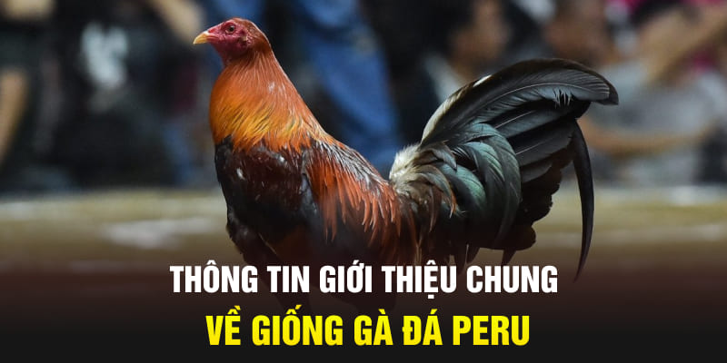 thong-tin-gioi-thieu-chung-ve-giong-ga-da-peru